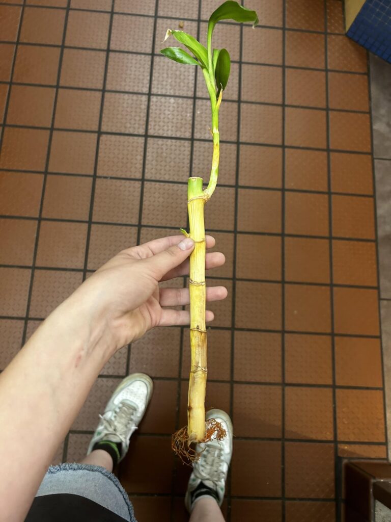 can this be saved? If so, how?