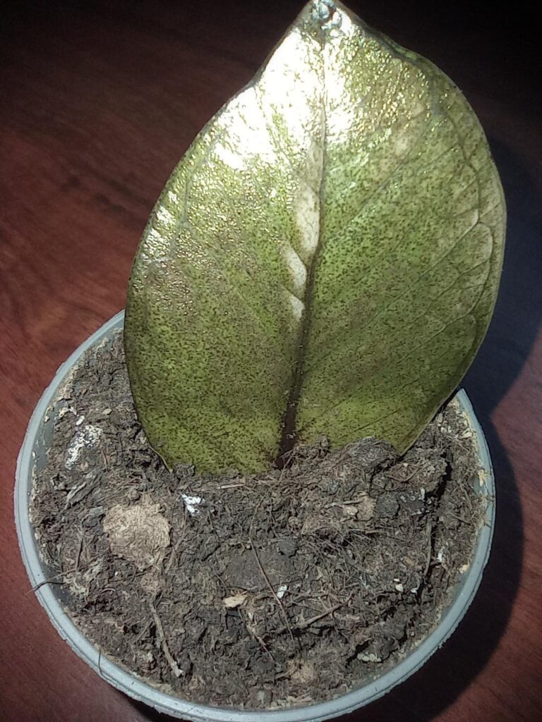 rooting for some zz plant rooting