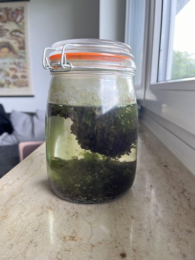 Improving my Jarrarium?
