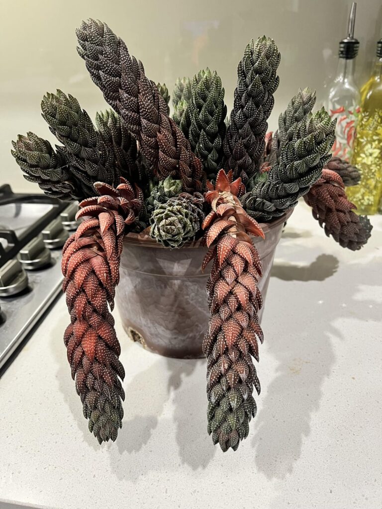 Haworthiopsis characters