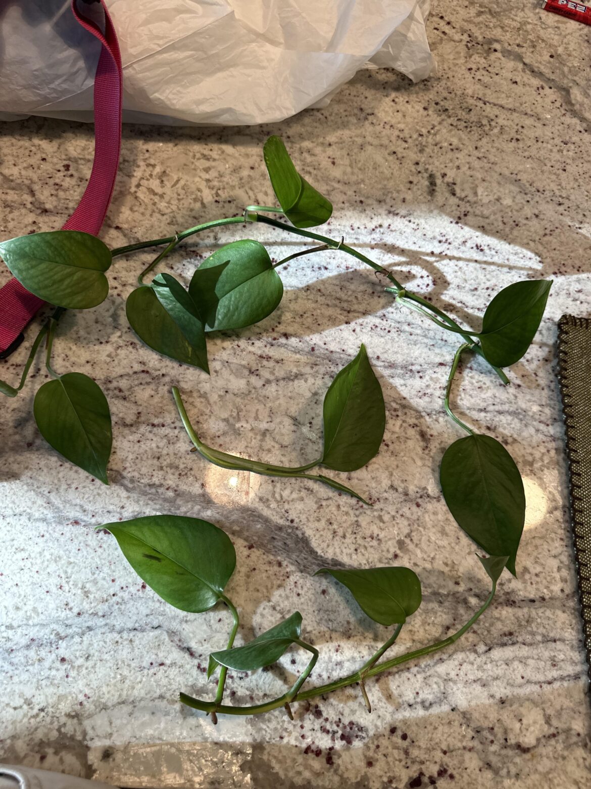 Found these pieces on the ground during a walk… pothos?