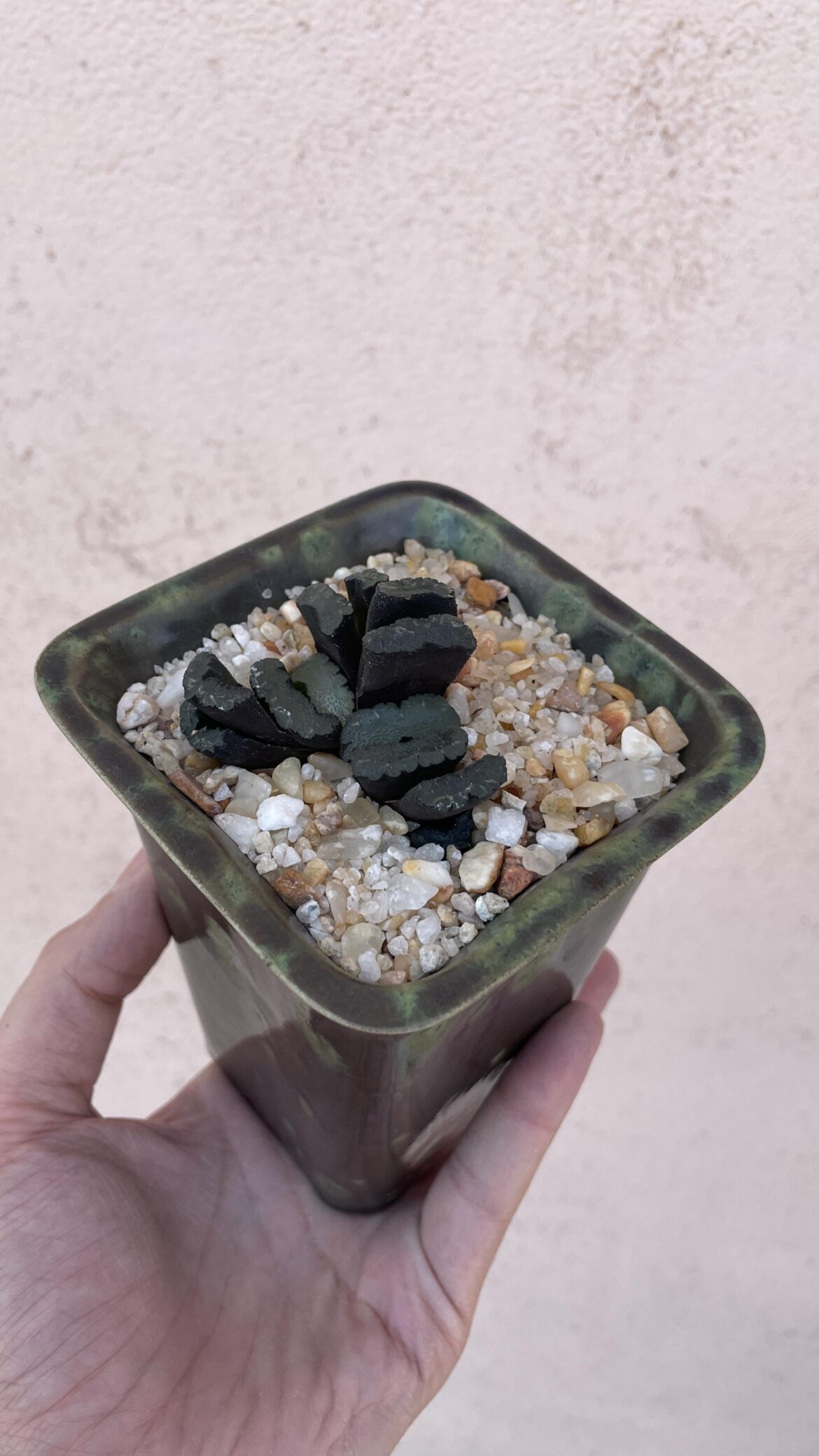 Update on cored Kiganjou, a year later.