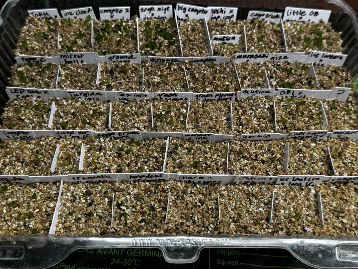Variegated seedlings