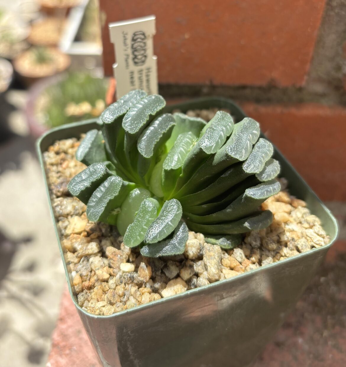 H. truncata, near Oudtshoorn