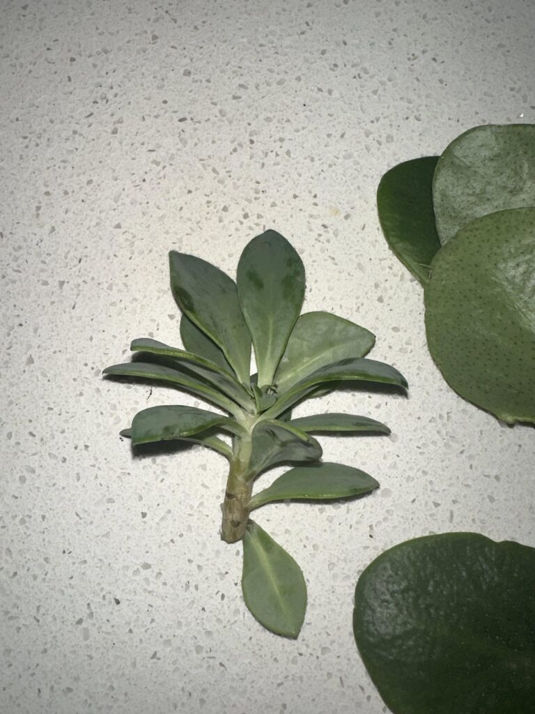 How to prop these?