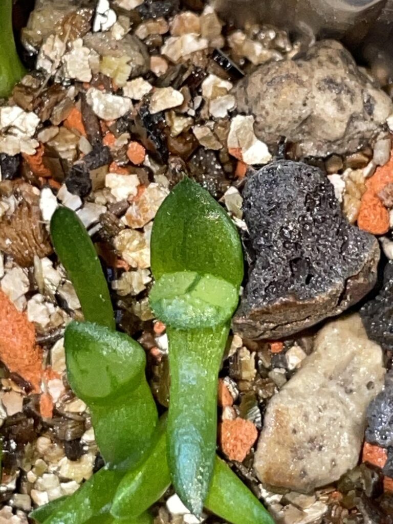 Leaving for 2 weeks… will they make it? Leaving for 2 weeks… will they make it?