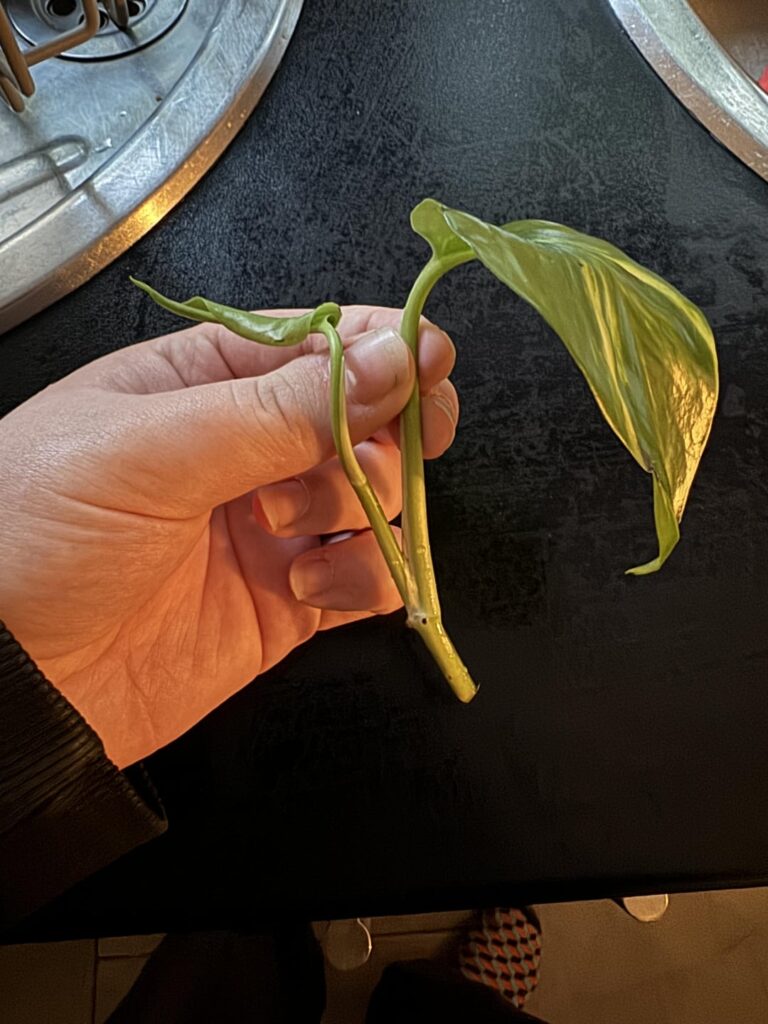 Can this be propped? If so, how?