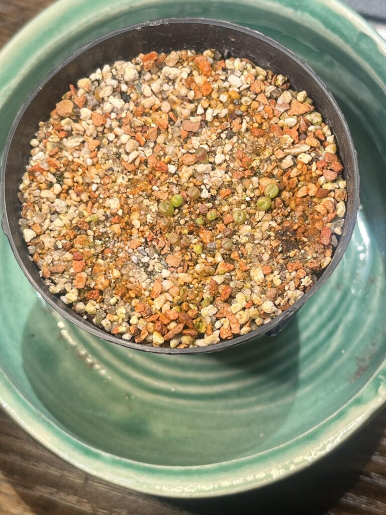 My seedlings are officially a month old! Should I pull out any that are dying/dead from the pot? My seedlings are officially a month old! Should I pull out any that are dying/dead from the pot?