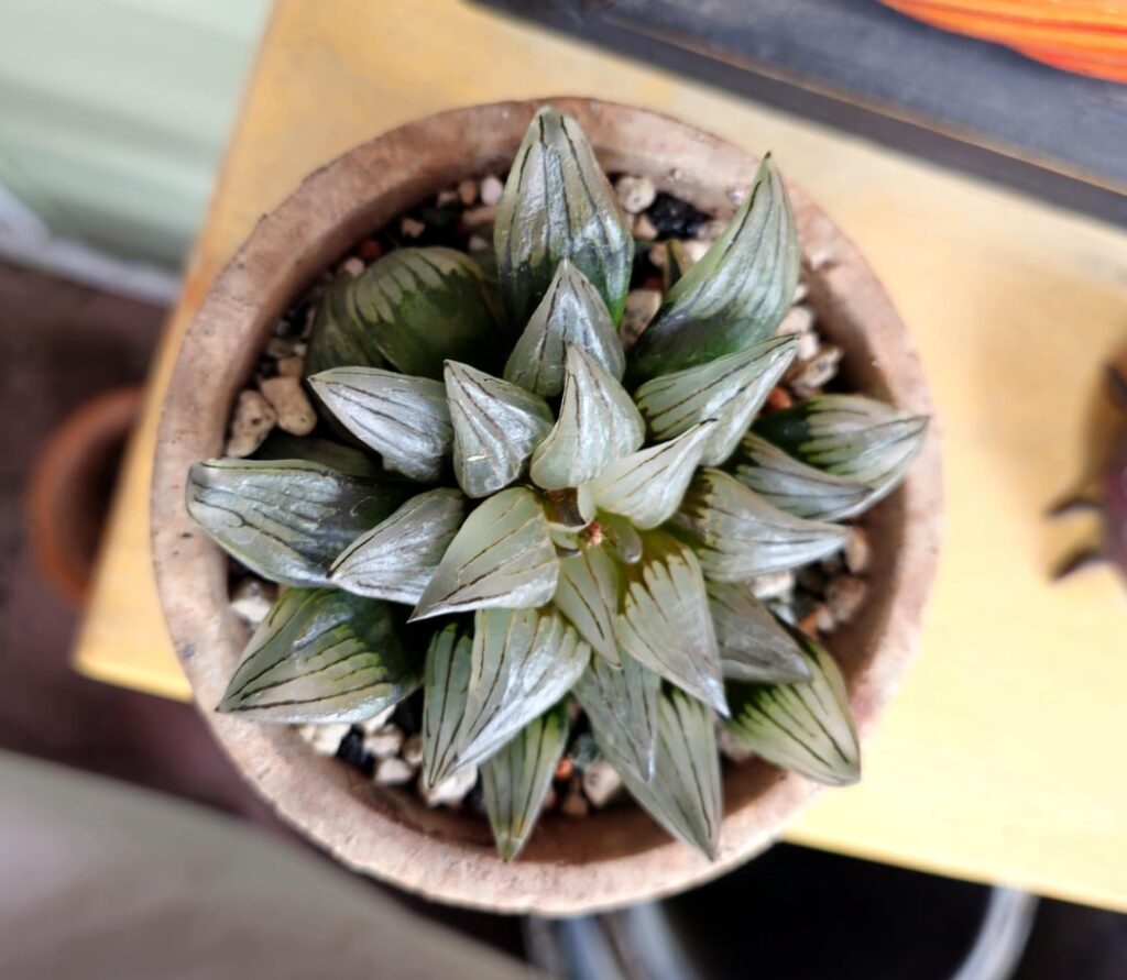 Haworthia Atrofusca Mutant