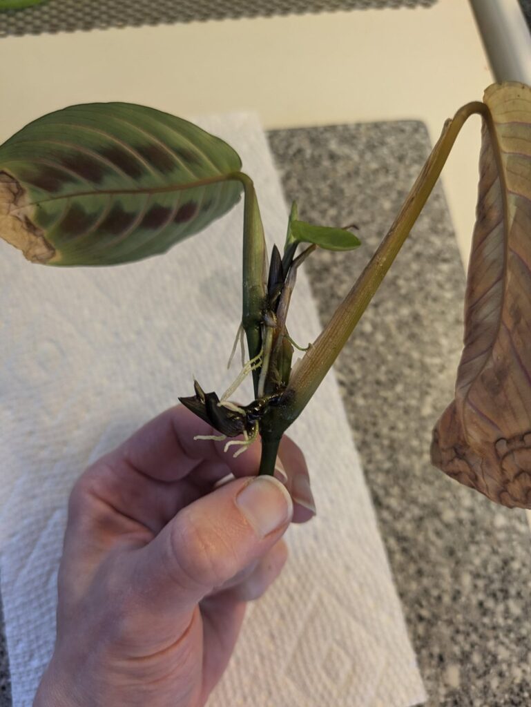 Prayer Plant Cutting Gone Wild