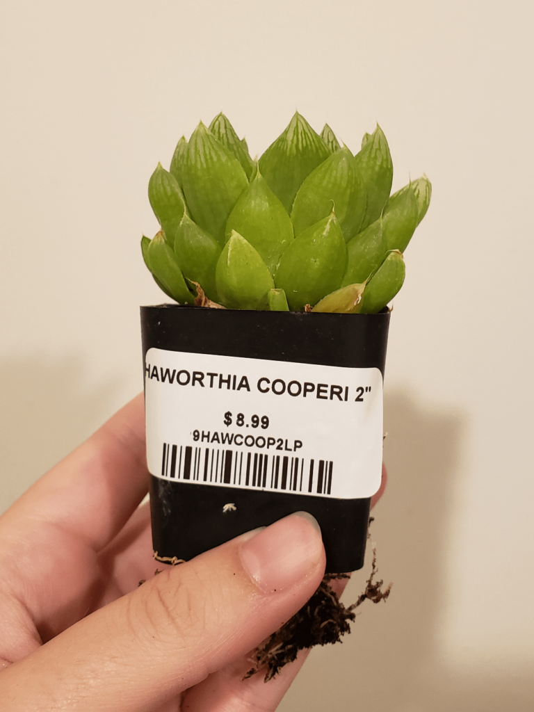 Newest acquisition from my local nursery