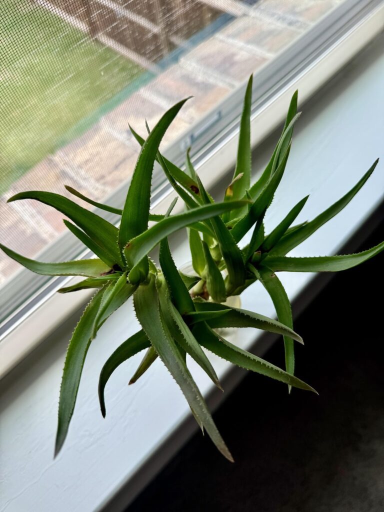 Propagating Hardy Aloe – Black Spots Propagating Hardy Aloe - Black Spots