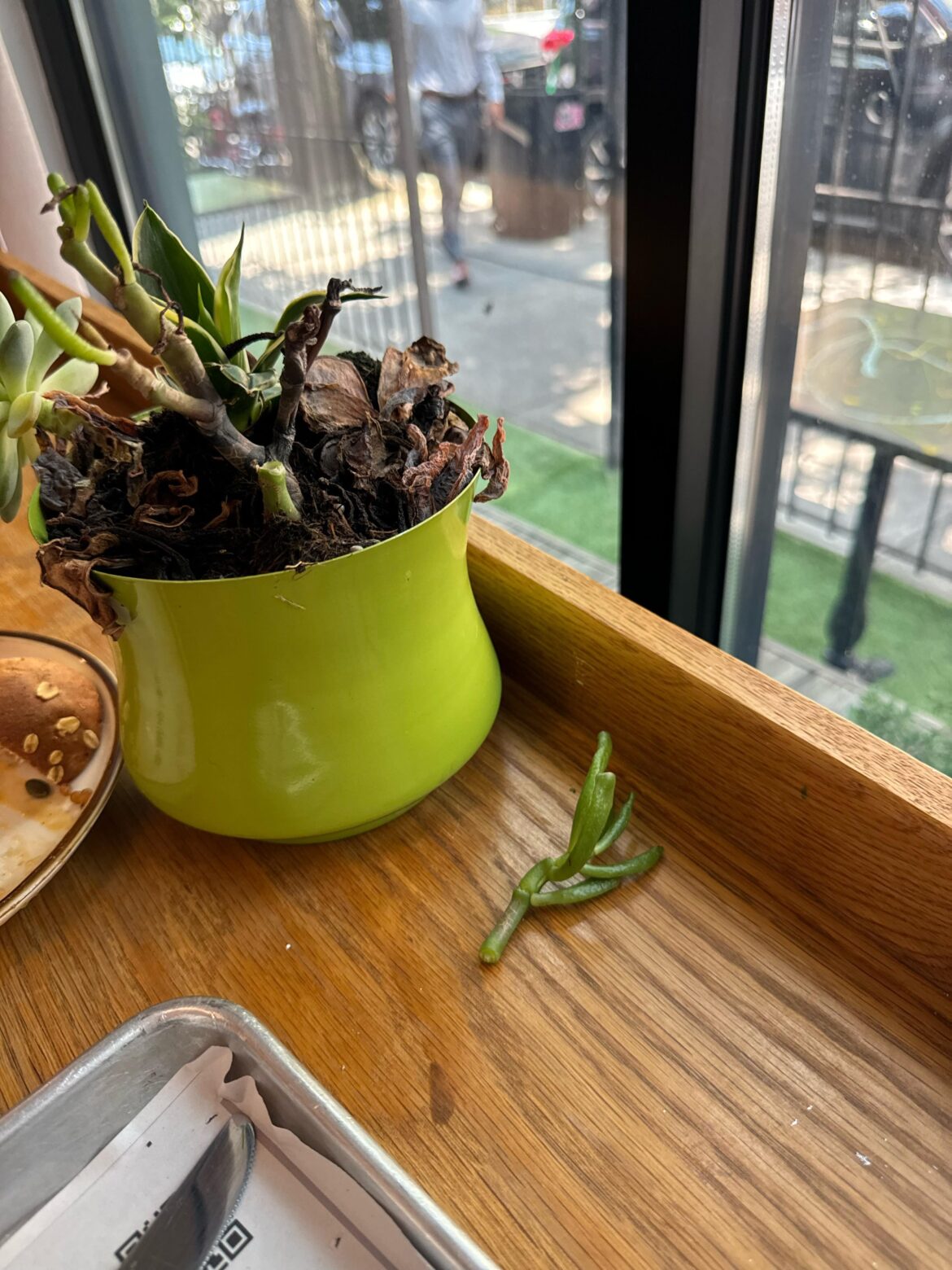 Can I prop this cafe plant