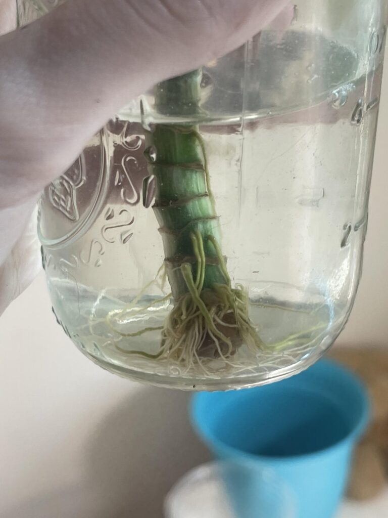Transferring to soil vs semihydro