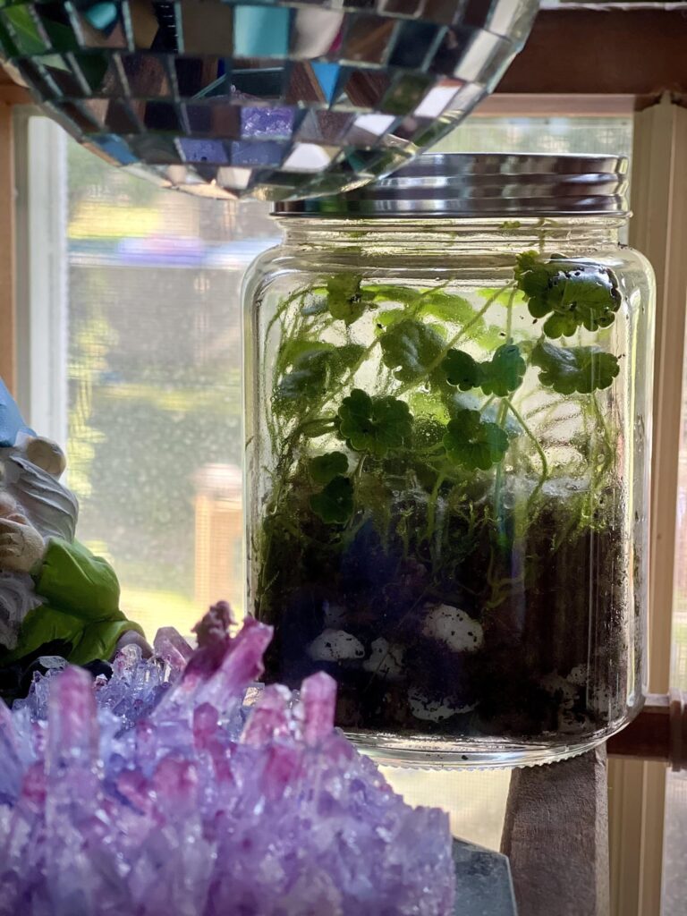 First try / Lil’ Ecosystem Working! First try / Lil’ Ecosystem Working!