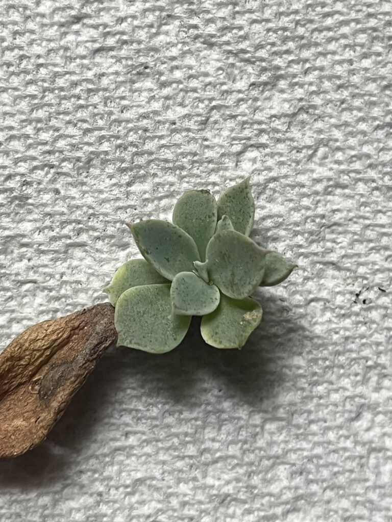 Beautiful growth no roots?