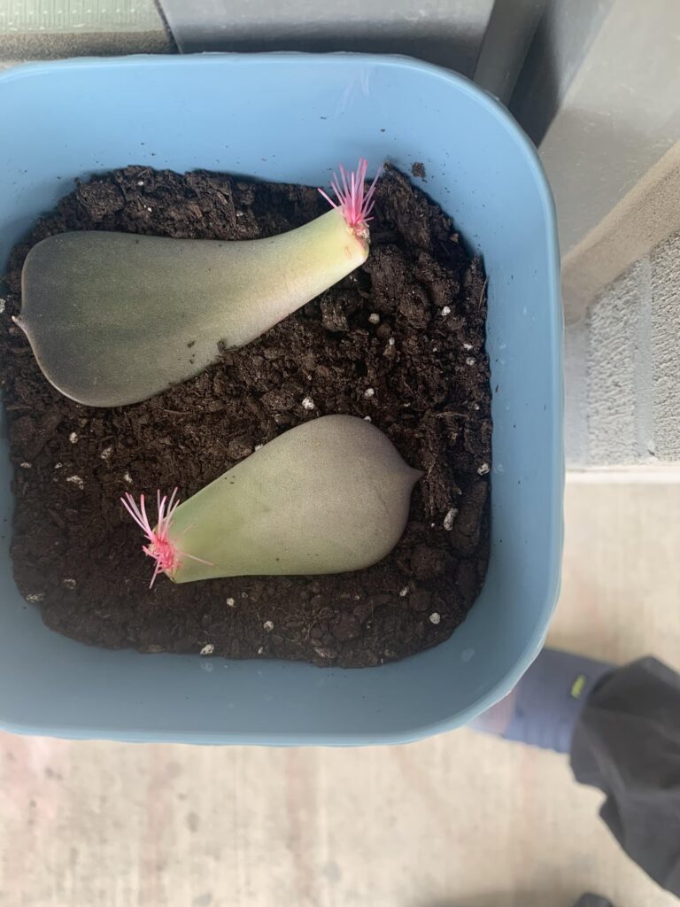 Why did it rise out of the dirt?