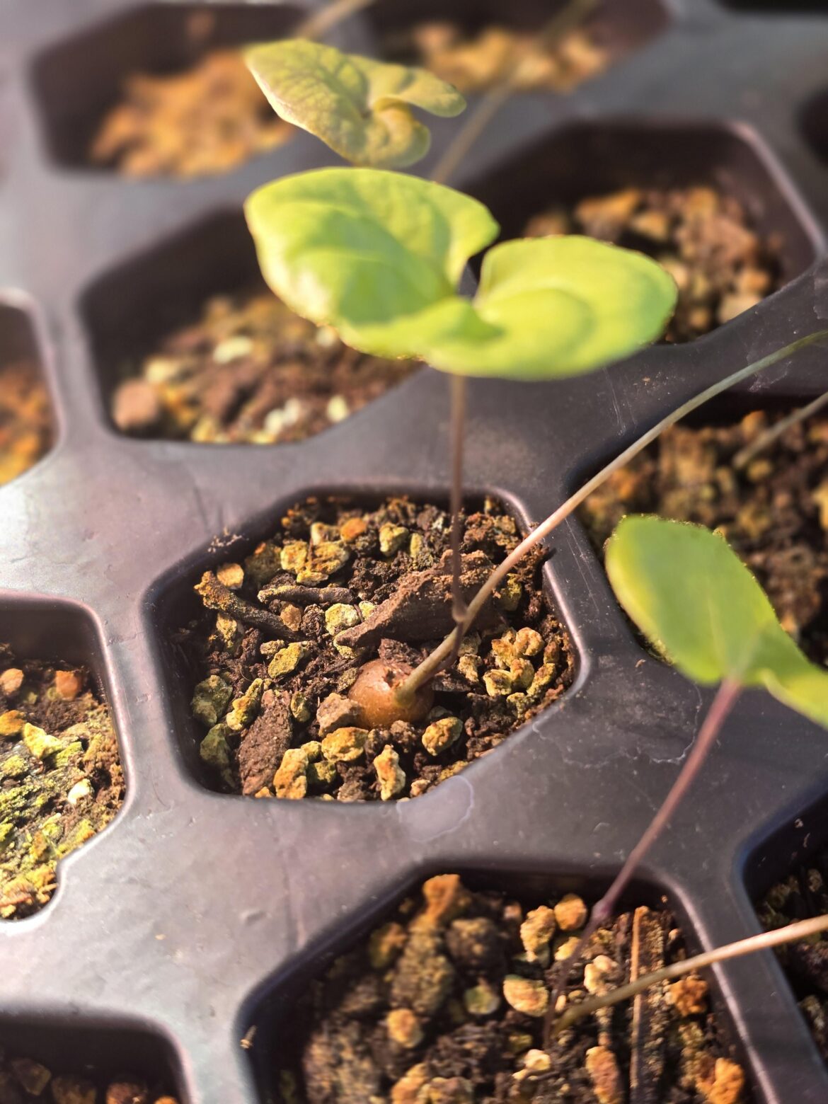 Little dioscorea elephantipes sown in late April