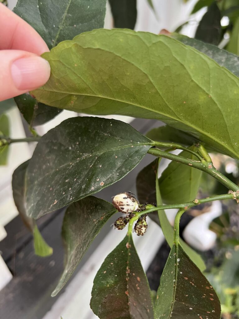 What’s on my lemon tree and how do I kill then without killing my tree?