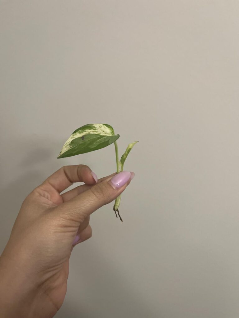 root health?