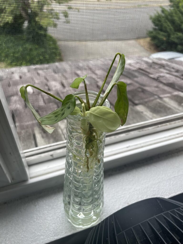 not a lift, but my prayer plant prop is putting up white leaves! not a lift, but my prayer plant prop is putting up white leaves!