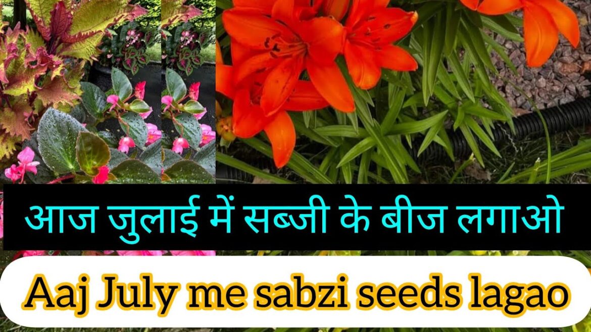 JULY K MONTH ME SABZI SEEDS LAGAO AUR GROWING UP VEGETABLES JULY K MONTH ME SABZI SEEDS LAGAO AUR GROWING UP VEGETABLES