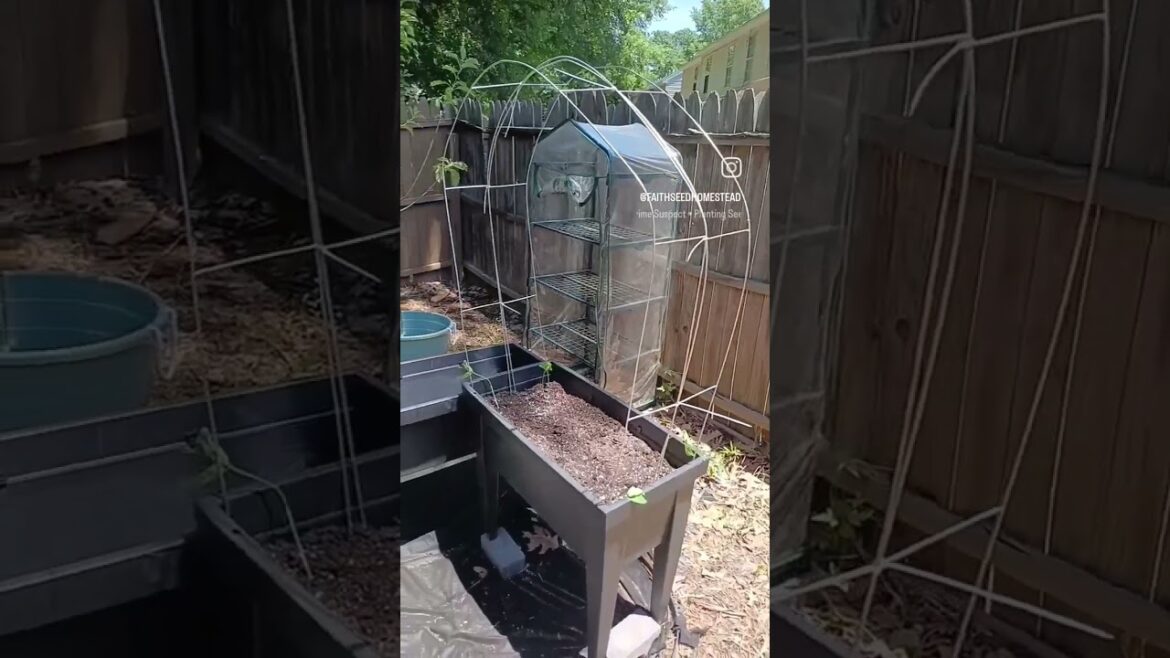 Small Space Gardening | Container Garden 🌱💚🙌🏽