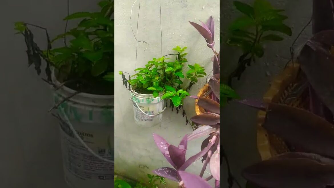 #gardening #gardeningcare #plants #caretips #garden #gardeningtips #moneyplantcare #terracegarden