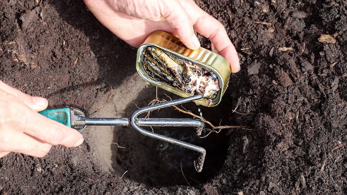 James Prigioni: Just Bury Sardines Under Tomatoes and This Happens Just Bury Sardines Under Tomatoes and This Happens