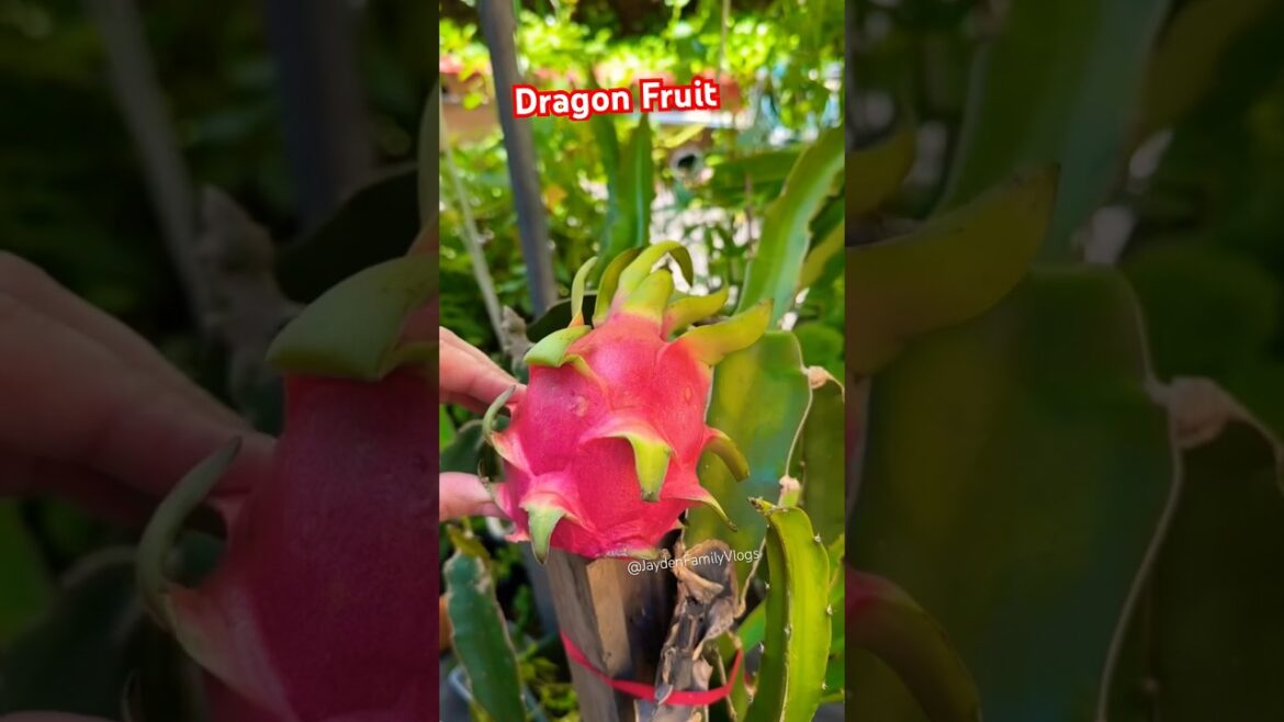 Dragon Fruit 🐉 #Shorts #Fruit #satisfying #fruitcutting #shortvideo