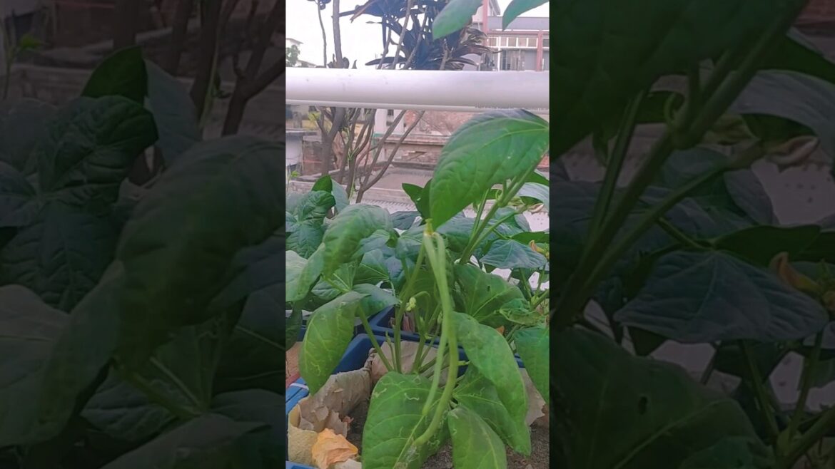 Growing Long Beans Successfully π₯ π₯ || Terrace Garden Tipsππ #shorts #diy #gardening Growing Long Beans Successfully π₯ π₯ || Terrace Garden Tipsππ #shorts #diy #gardening