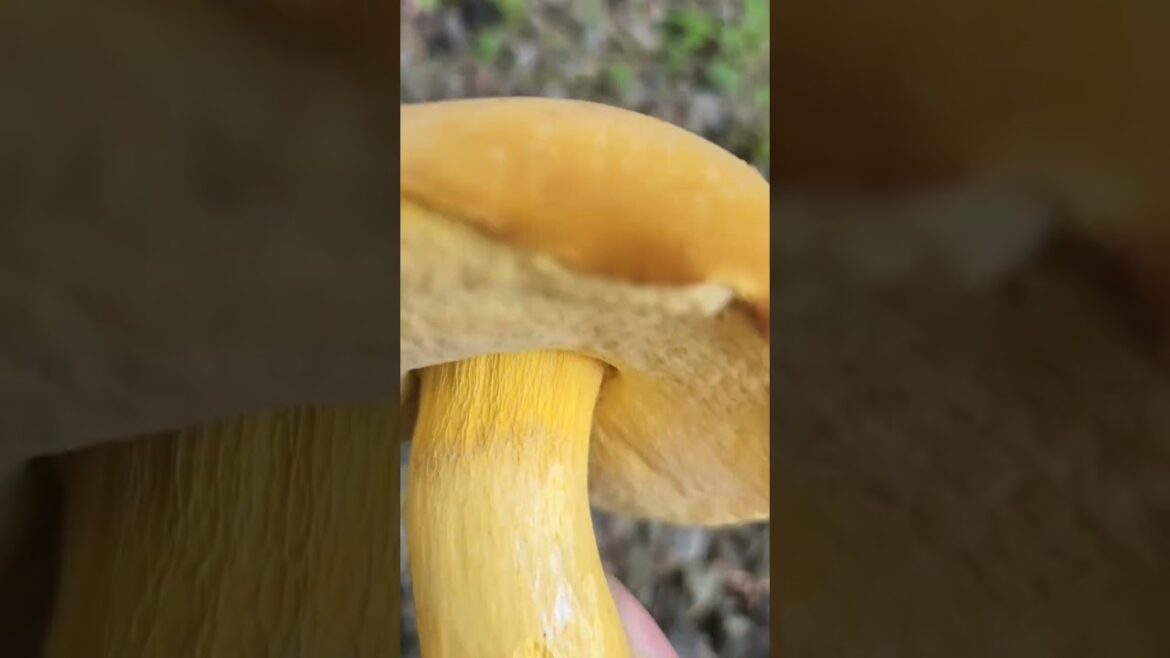 Edible Backyard Mushroom! #bolete #mushrooming #mushroom
