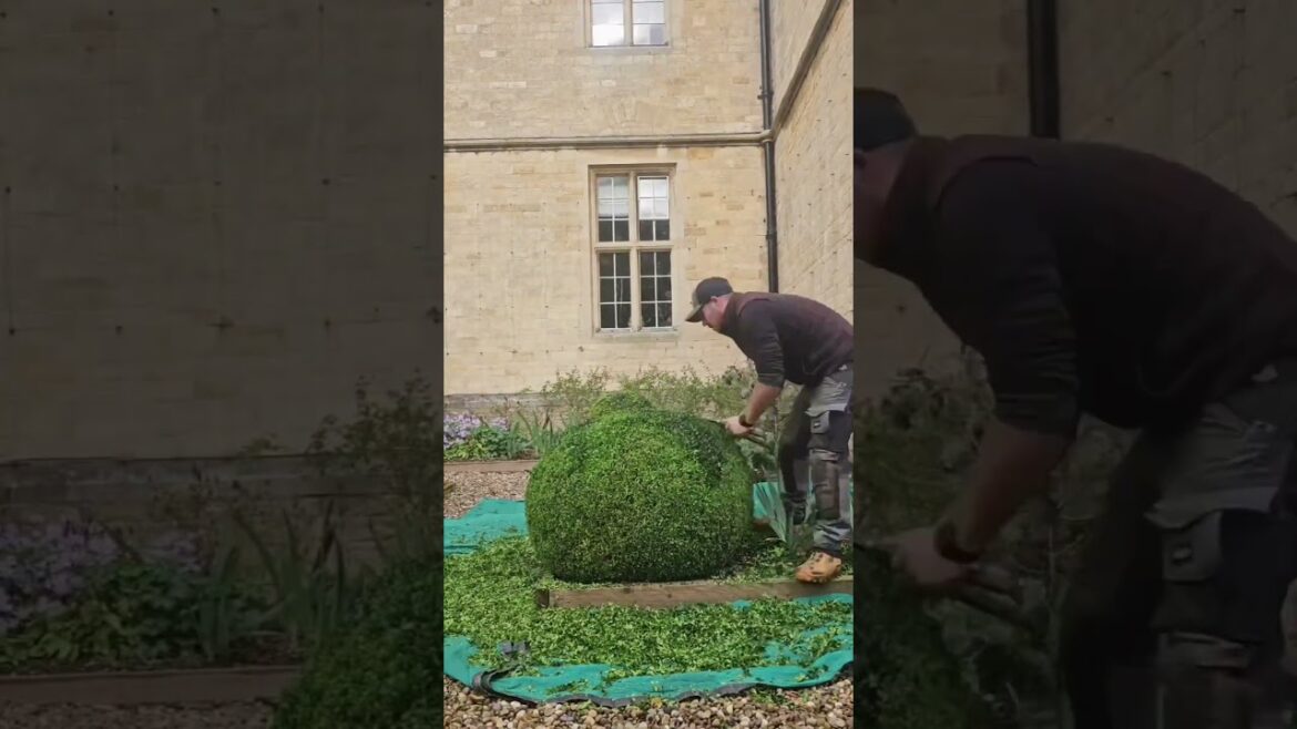 Quick Yard Cleanup 7 #YardCleanUp #LawnCare #LawnMaintenance #GardeningTips #TrimmingTips