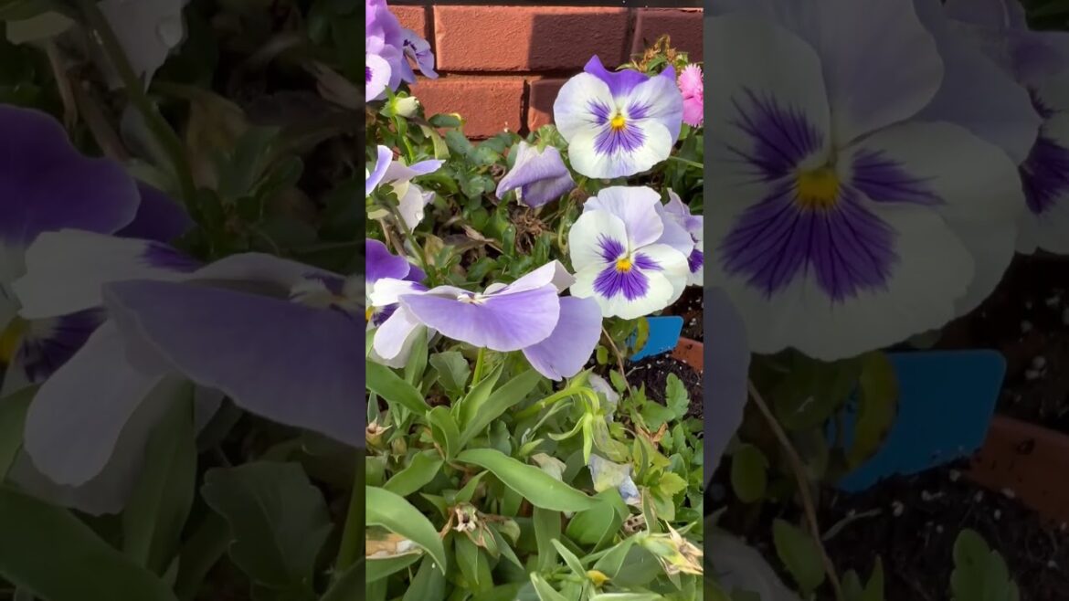 💜🌸Pansy and Dianthus Container Garden