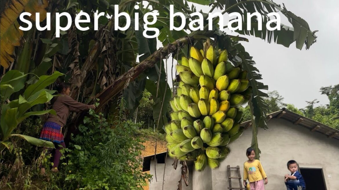 Country life: vegetable gardening and this year's corn harvest