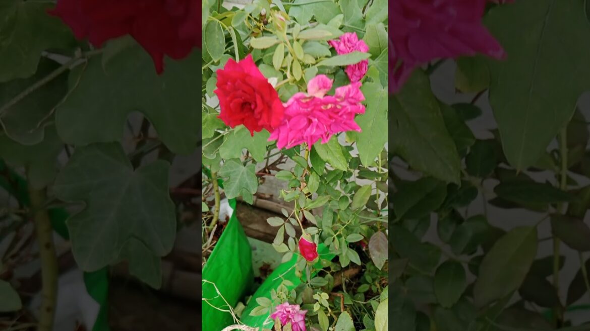 Rose flower plant Update 🌹🌹🌿❤️💚 #music #gardening #shorts#trending#fertilizer