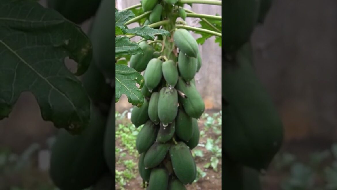 Growing a Beautiful Papaya Plant at Home: Tips & Tricks ๐ฟ๐ Growing a Beautiful Papaya Plant at Home: Tips & Tricks ๐ฟ๐
