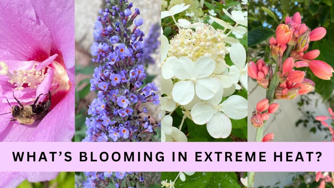 What's Blooming in Extreme Heat: My Mid-July Backyard Garden Tour