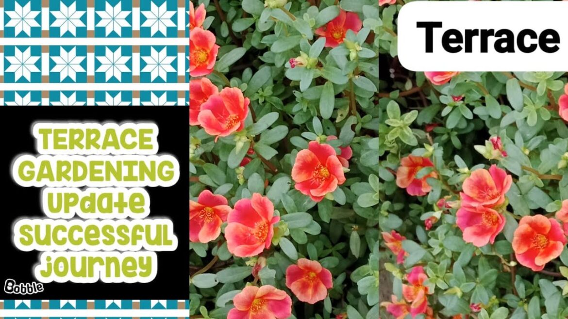 Terrace Gardening Update:#gardeningtips#garden#flowers#plants#vegetables 🥬🥒🌹