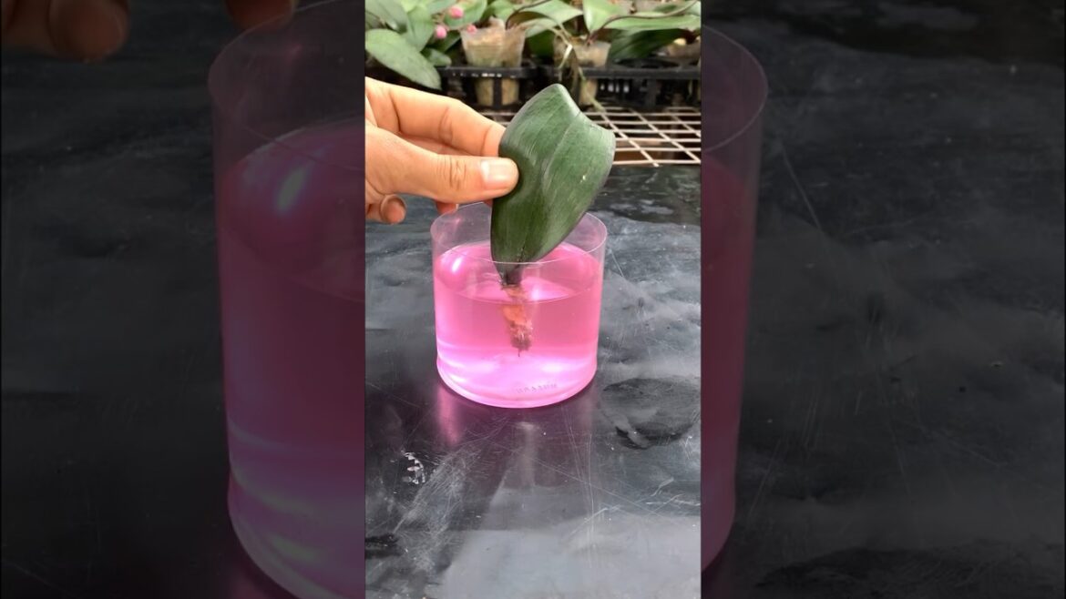Makes orchids grow roots easily #garden #tips
