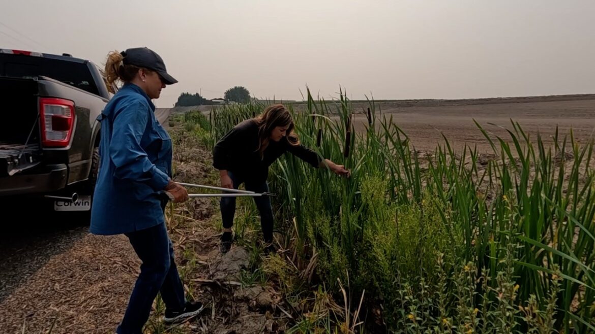 Garden Answer: Foraging & Flowers with Mom + Harvesting Onions! 🌸🥰🧅 // Garden Answer Foraging & Flowers with Mom + Harvesting Onions! 🌸🥰🧅 // Garden Answer