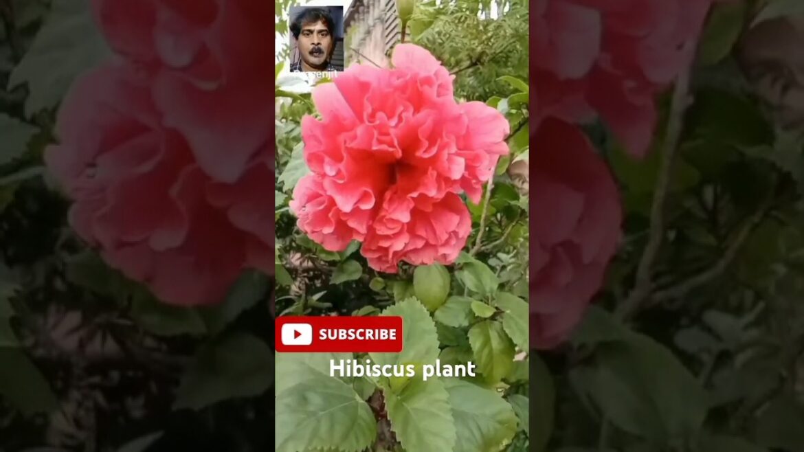 How nice Hibiscus । How to care Hibiscus #shorts #hibiscus #plants How nice Hibiscus । How to care Hibiscus #shorts #hibiscus #plants