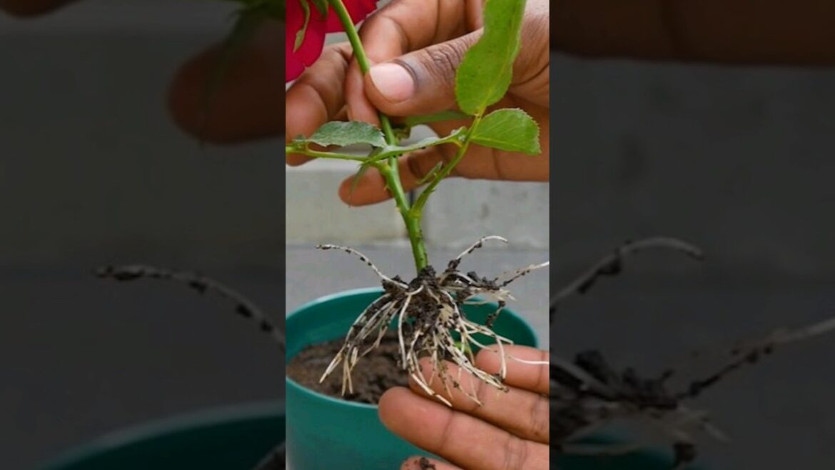 #Shorts #Roseplantcutting #Mita'sgardeningtrick #gardening #Viral