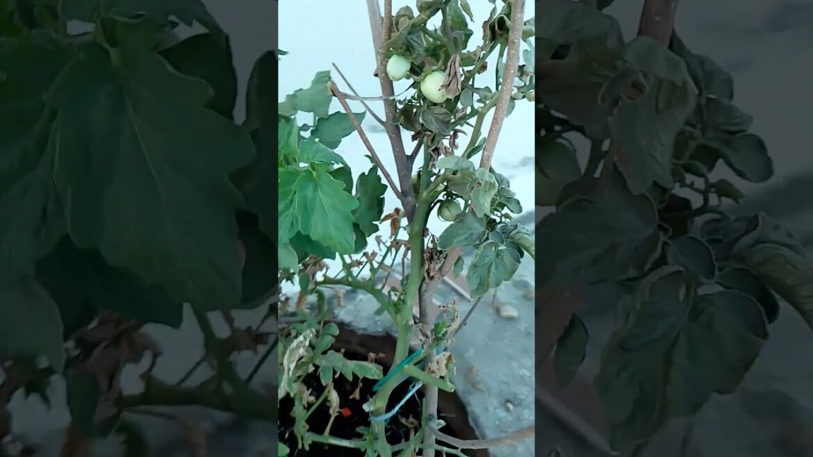 tomato plant update in pot #gardening #garden #organicfood