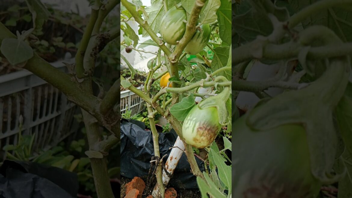 बेगन का पौधा जिस पर लगे है बहुत बैगन #garden#shorts#eggplant #ytshorts_ बेगन का पौधा जिस पर लगे है बहुत बैगन #garden#shorts#eggplant #ytshorts_