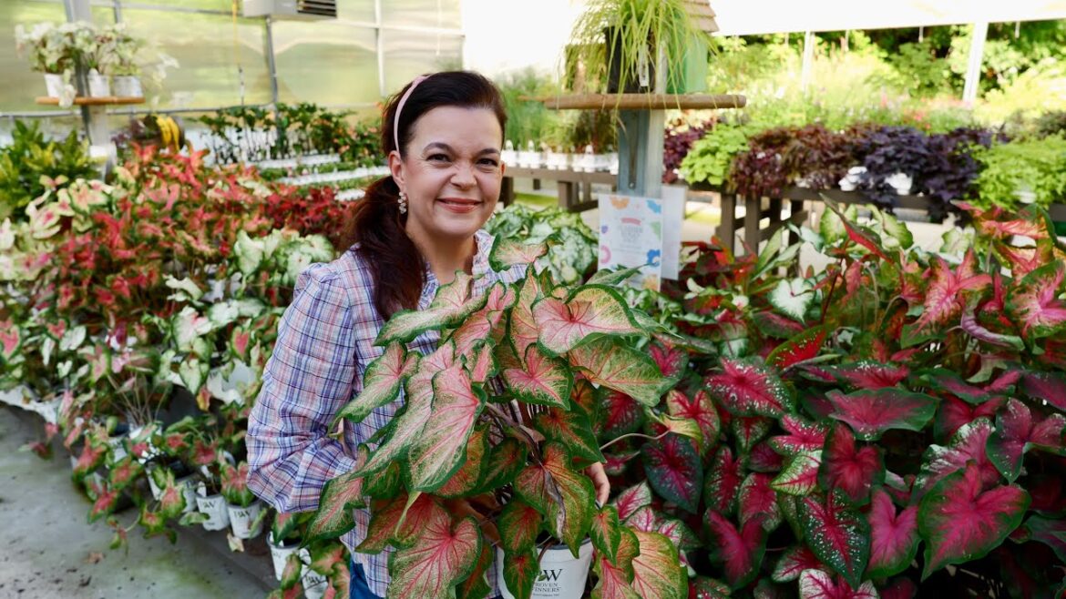 Fantastic Plants to Add to Your Summer Garden Fantastic Plants to Add to Your Summer Garden