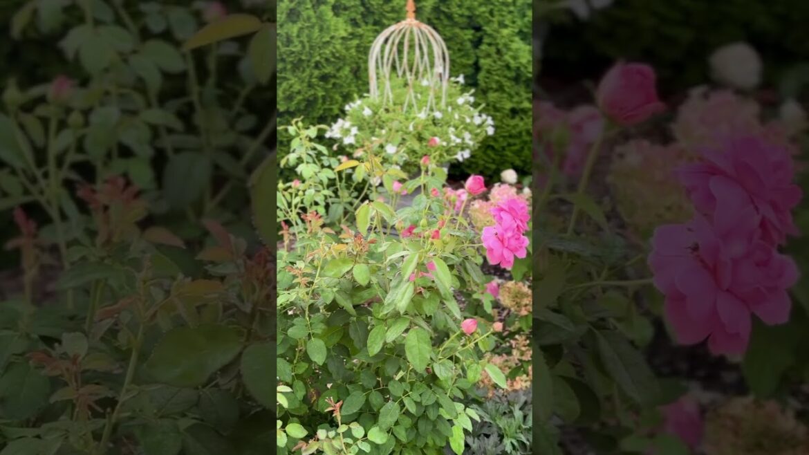 When French formal & English cottage inspired garden design meet!!😍🌸 #garden #gardendesigner When French formal & English cottage inspired garden design meet!!😍🌸 #garden #gardendesigner