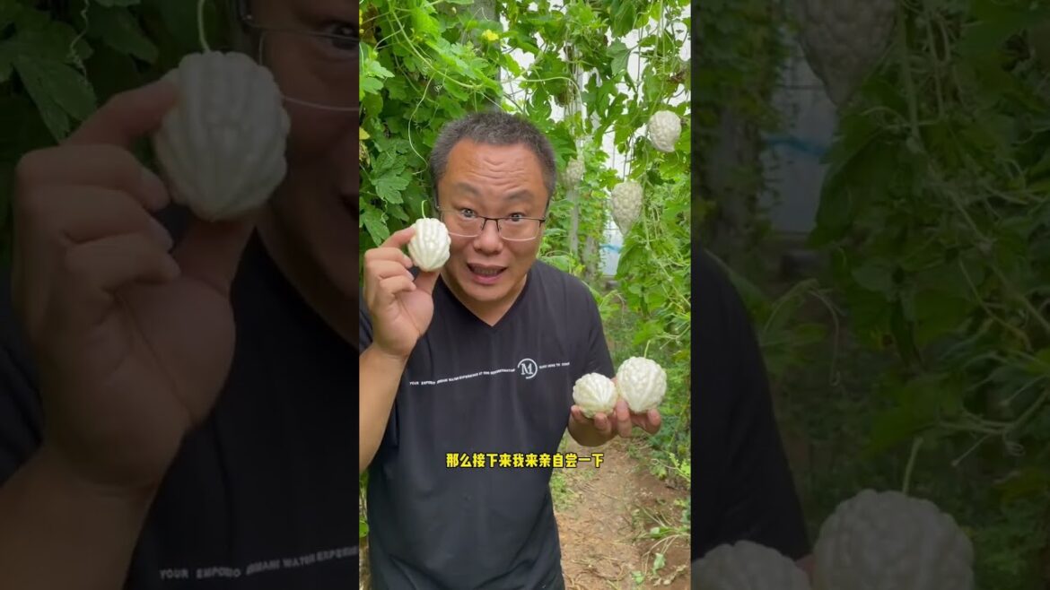 Suntoday bitter gourd seeds#seeds#bittergourdseeds#gourdseeds#vegetable#vegetableseeds#suntodayseeds Suntoday bitter gourd seeds#seeds#bittergourdseeds#gourdseeds#vegetable#vegetableseeds#suntodayseeds