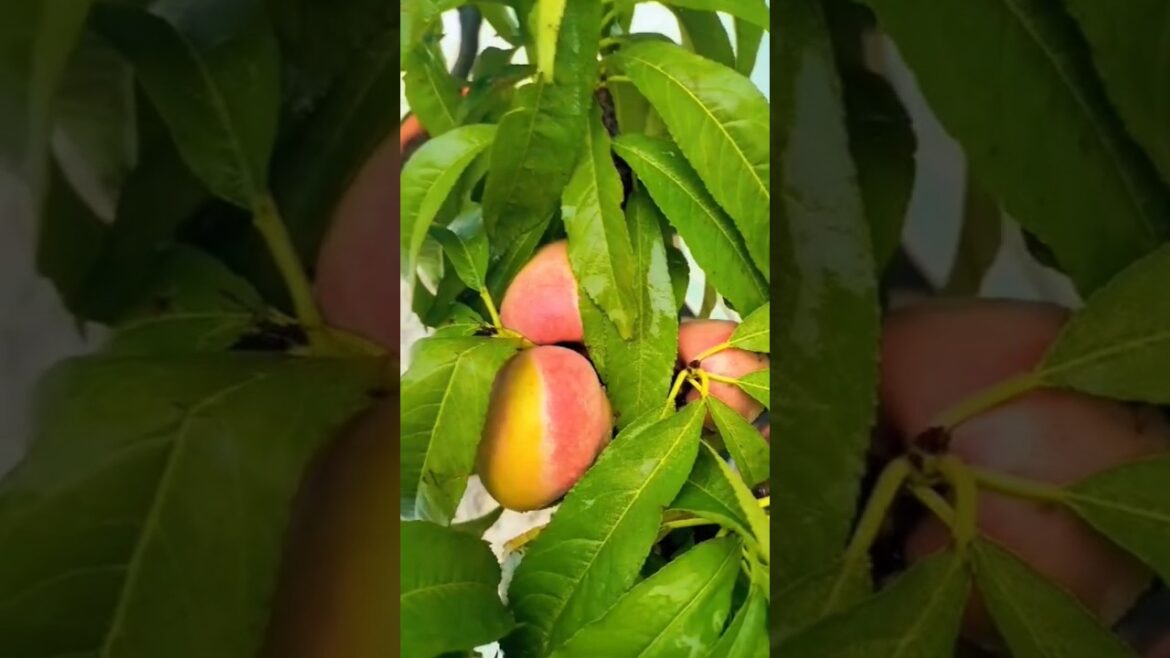 fruits 🍒 🍒🍒// #mountainbeauty #nature #viralvideos #garding #garden #fruit #plants #new #shorts #yt