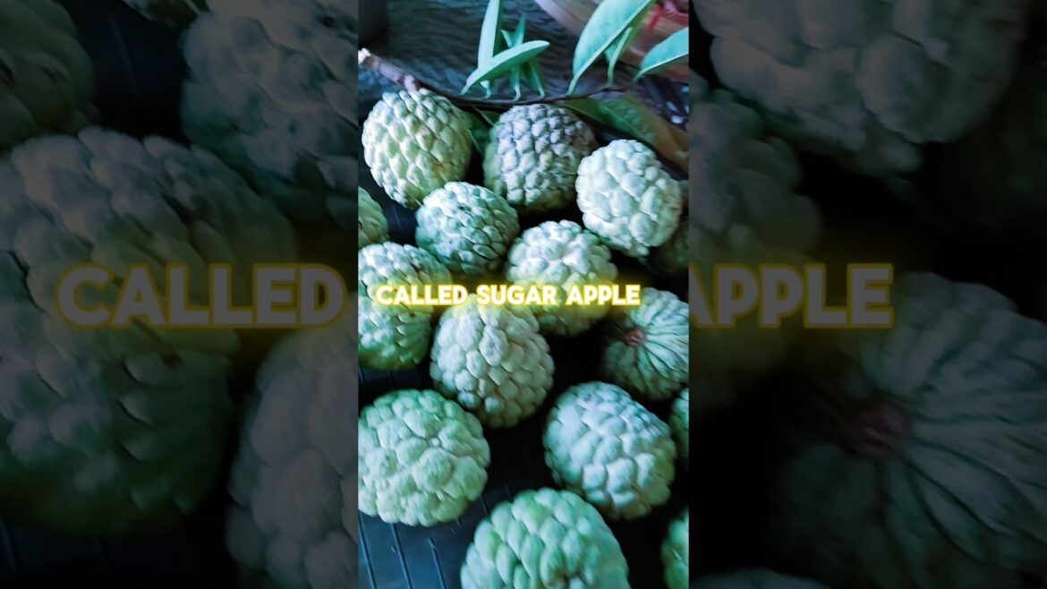 sugar apple or atis in Tagalog #shorts #Greenhaven #viralvideo  #edible fruits